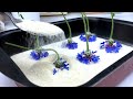 Как СУШИТЬ ВАСИЛЬКИ? 🔥💎💙 How To Dry CORNFLOWERS? 💙