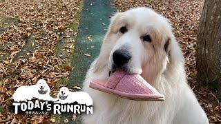お母さんが忙しい時間を狙ってイタズラするアラン　Great Pyrenees　グレートピレニーズ