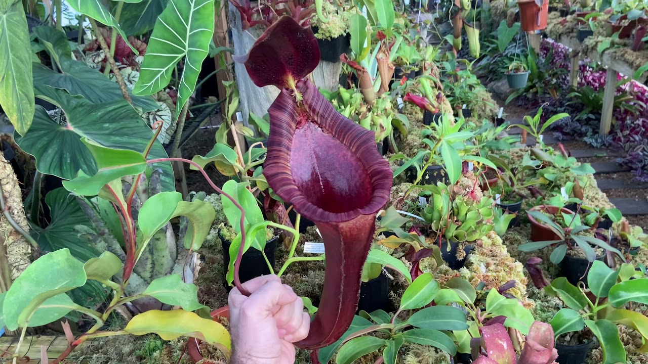 N. lowii x [(truncata x (spectabilis x northiana)] EP - YouTube