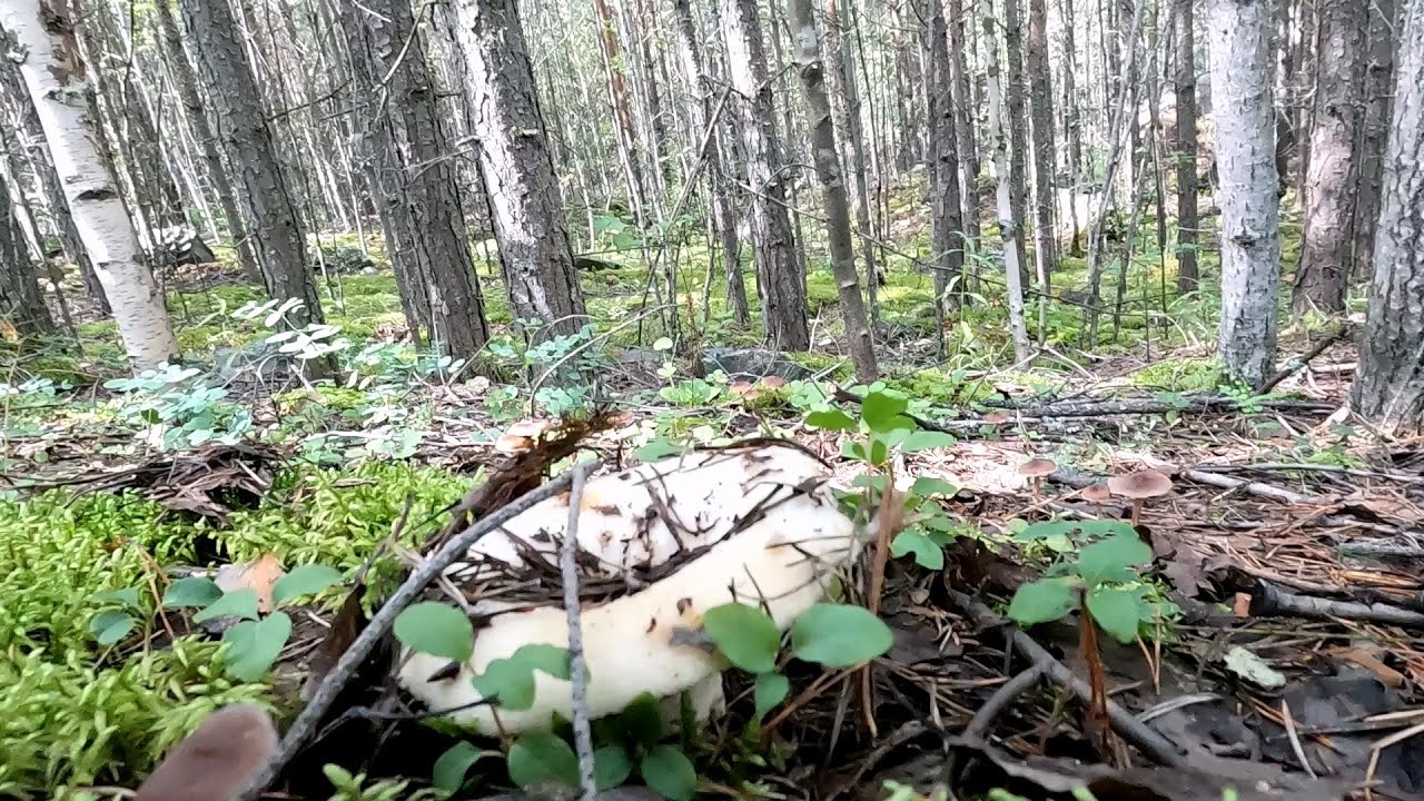 Полная пайва груздей.