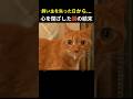【奇跡の再生】大好きな人を失った猫。3ヶ月を経て、再び生きる理由を見つけた物語。
