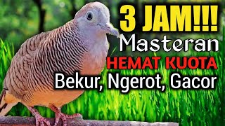 3 JAM MASTERAN PERKUTUT LOKAL‼️ video paling laris cocok untuk pancingan suara burung dirumah