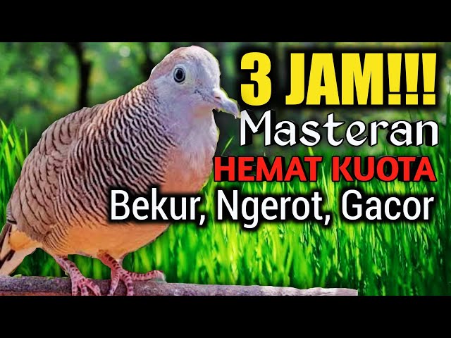 3 JAM MASTERAN PERKUTUT LOKAL‼️ video paling laris cocok untuk pancingan suara burung dirumah class=