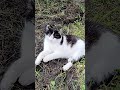 #юмористическийконтент #саt #малыш #кот