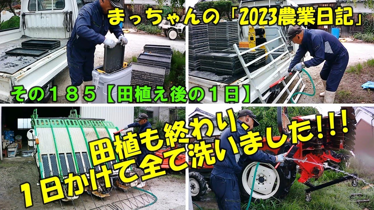 （受け渡し希望者決まりました）田植え　苗箱 私にもできた！ 10a苗箱6枚の条抜き栽培（新連載）2、5抜きで植えて