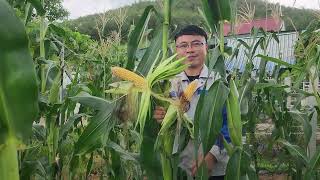 Thử Nghiệm Xem Hạt Loại Ngô Cho 2 Bắp Lớn