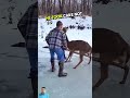 AnimalRescue #youtubeshorts #ytshorts #deer #animals #wildlife #nature #hunting #rescue #cute #love