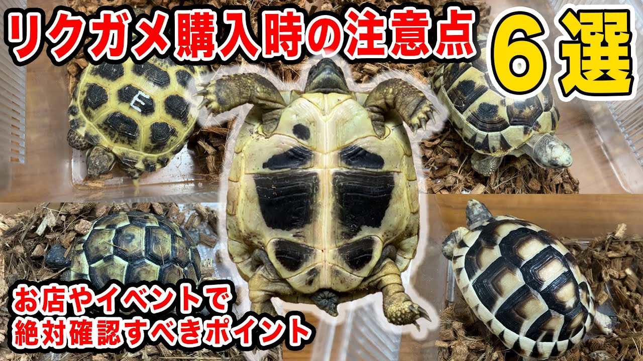 The basics of raising tortoises③] How to choose a store and a