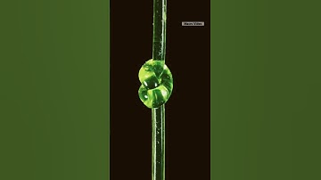 Grey fishing line macro video #shorts