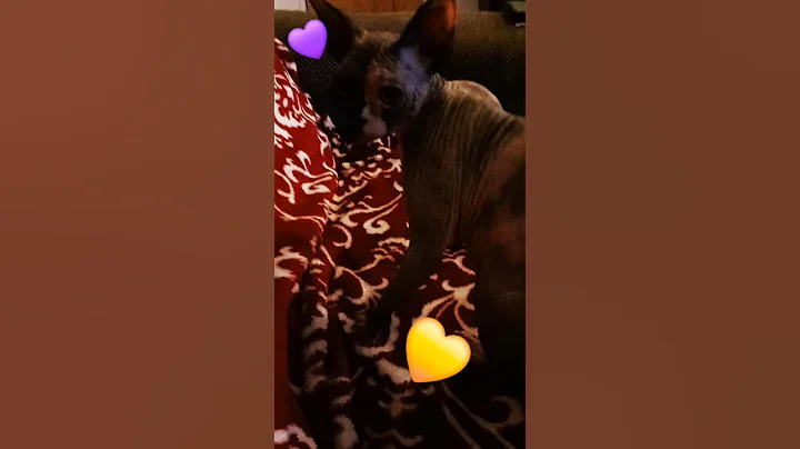 Video 11710461: sphynx cat loving kitten, sphynx kitten cute cat, beautiful sphynx kitten