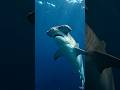 Hammerhead shark #shorts #underwater #hammerheadshark #dangerous