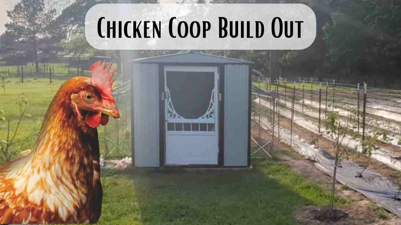 Shed to Chicken Coop The Build Out Process YouTube