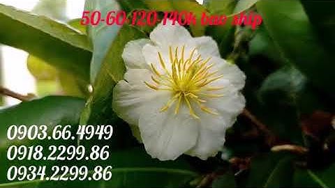 Cúc 2 tầng, Cúc Tiên ông, bạch mai Thái, vip, hoàng hậu, rồng bay, cúc không nhị, lncv, thọ hương...