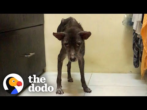 Video: Vet hundar när de har gjort någonting fel?