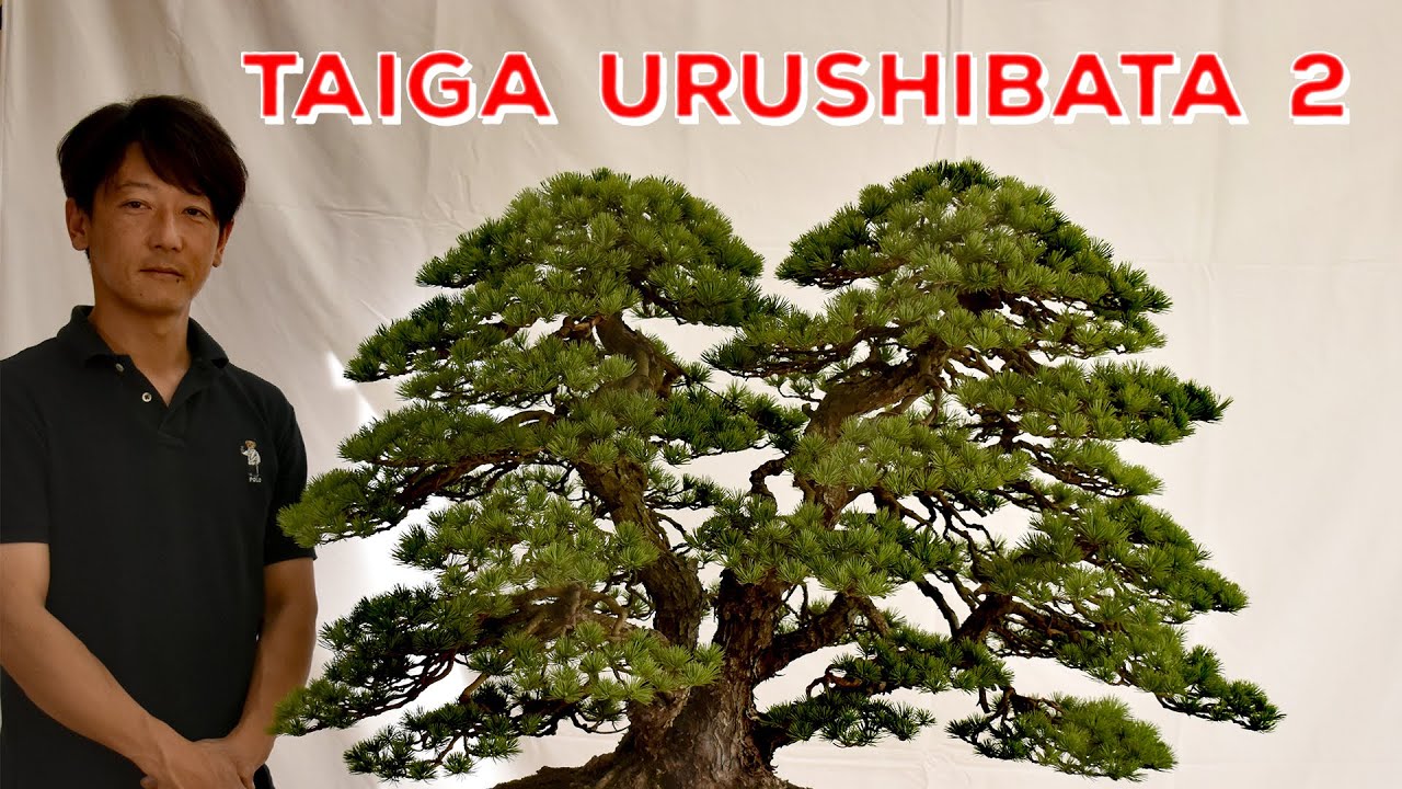 Bonsai Exhibition: Taiga Urushibata Demo Part 2