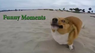 Epic Dogs Fail Compilation [HD] by Funny Moments 13,271 views 8 years ago 1 minute, 58 seconds
