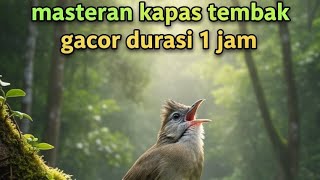 MASTERAN KAPAS TEMBAK GACOR,DURASI 1 JAM