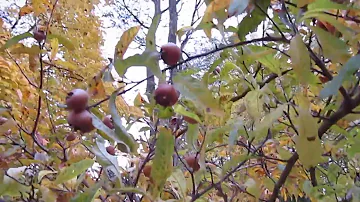 Comment se mange les nèfles ?