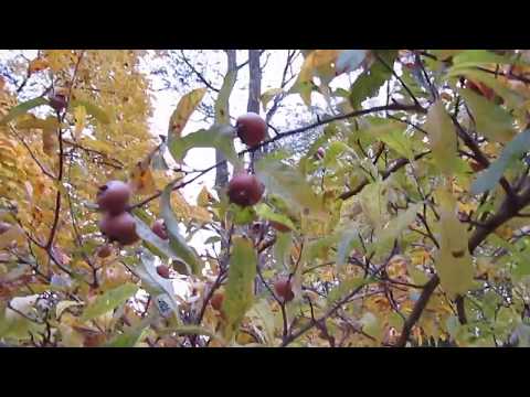 Vidéo: Fruit De Néflier: Où Il Pousse Et Comment Est-il Utile