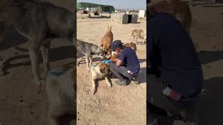 Providing help to another shelter in need #warpaws #dgs #shelterlife