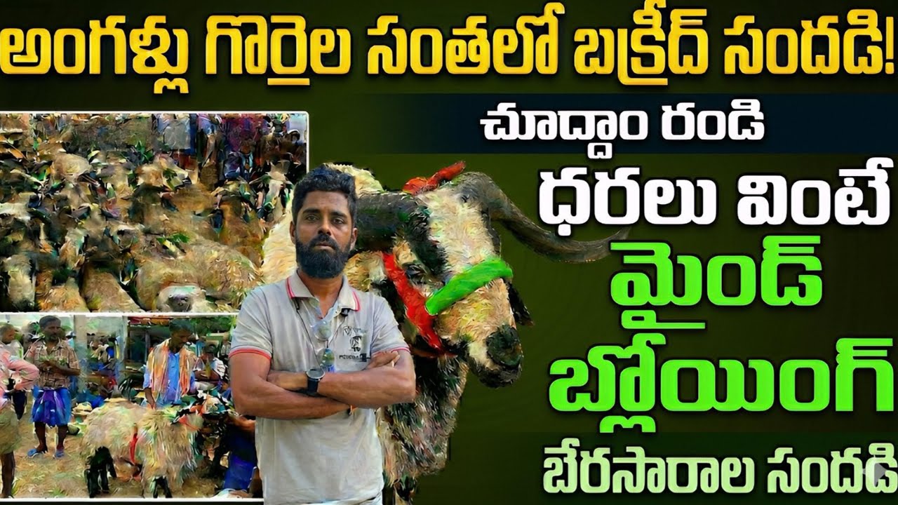 కిటకిటలాడిన అంగళ్లు గొర్రెల సంత! 🐑 ధరలు వింటే మైండ్ బ్లోయింగ్ ...