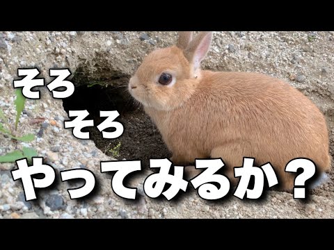 うさぎの親方に認められて、巣穴職人として仕事をいただきました