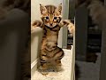 comedy 😂😁🤭#shots #viral #youtubeshorts #funny #comedy #comedy #funnyshorts #catcomedy