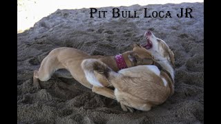 Pitbulllocajr Πιτ Μπουλ American Pit Bull Game Dog 7 Month 比特犬 Питбуль Saimo G Pitbull Verdadero