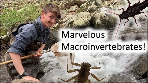 Marvelous Macroinvertebrates! - Adventures of Joe the Naturalist