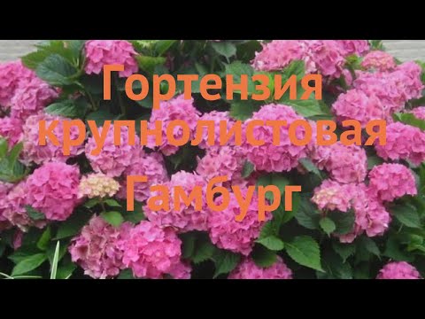 Гортензия крупнолистовая Гамбург