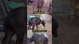 बाखडी के भाव में ताज़ा ब्याई #shortfeed #cow #dairyfarm #farming #dairy #milkfed