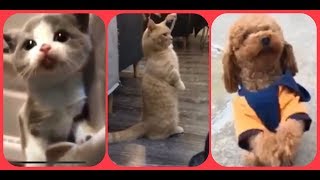 可愛動物特輯 - Cute baby animals Videos Compilation cutest moment of the animals