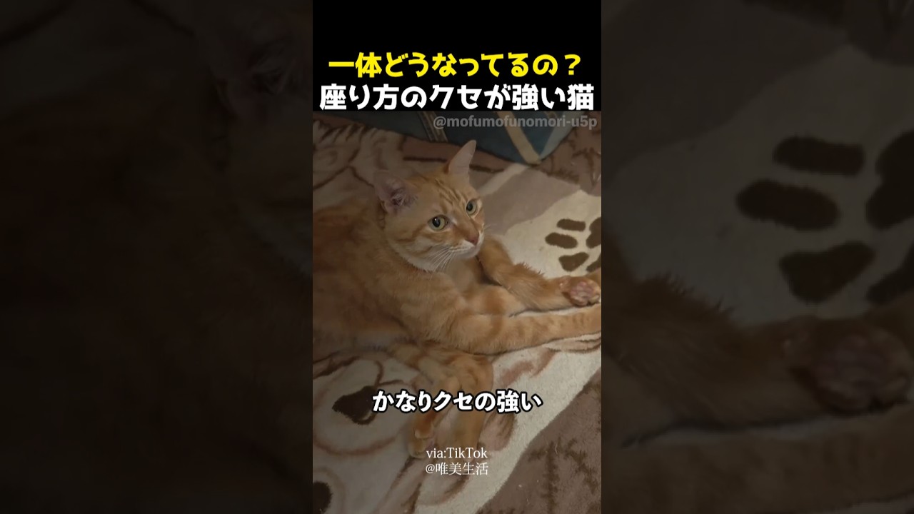 一体どうなってるの？座り方のクセが強い猫