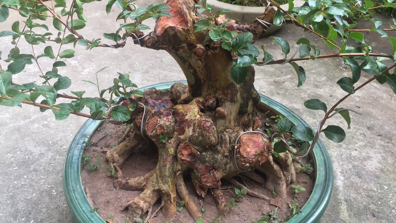 GỐC TRANG ĐỎ HOA RỢP TRỜI VÀ GỐC TƯỜNG VI BONSAI SIÊU... - youtube