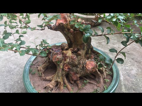 Video GỐC TRANG ĐỎ HOA RỢP TRỜI VÀ GỐC TƯỜNG VI BONSAI SIÊU... - youtube