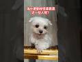 🇹🇼We went to Dog Cafe in Yilan 為什麼動物很喜歡靠近一些人呢?動物會認人得。#viral #taiwan #台灣#shorts#cutedog #cutecat