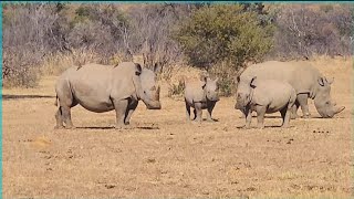 Rhino family of 4 on Safari