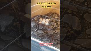 #RETICULATED#PYTHON(#49)-Eggs#viral#forest#catch#videos#music#trending#baby#songs#venomous#snake#144