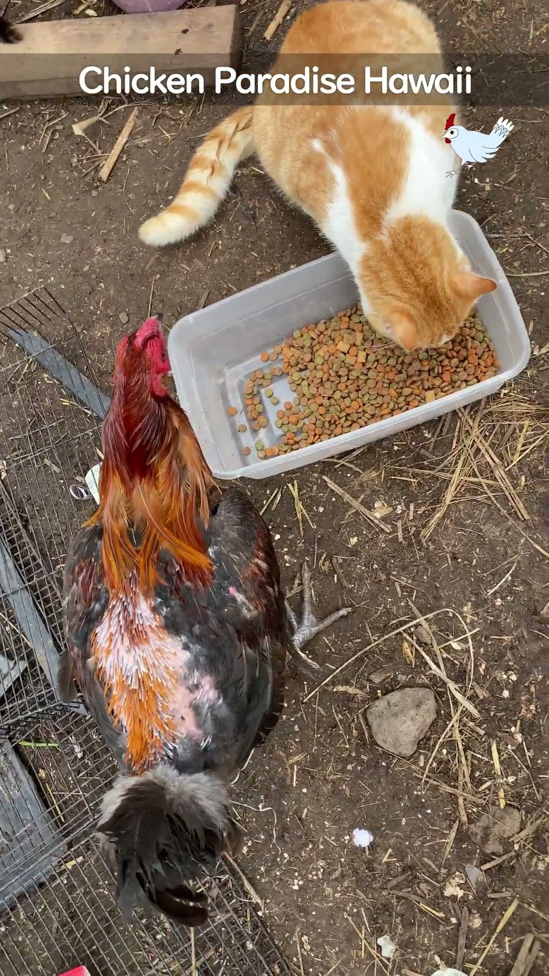 Sunday tries cat food