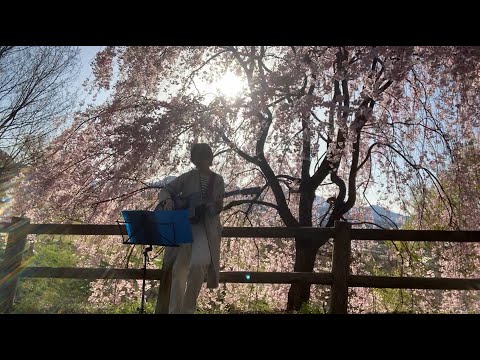 aiko / 桜の時 / 桜の前で歌ってみた（歌詞付き）カバー