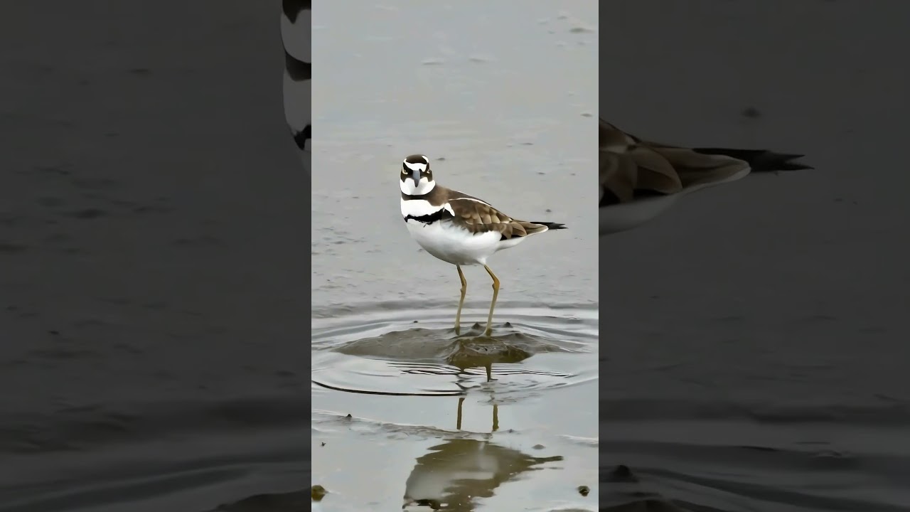 Killdeer. 