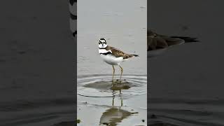 Killdeer.