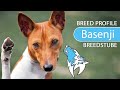 Basenji, Congo Dog Breed, Temperament & Training の動画、YouTube動画。