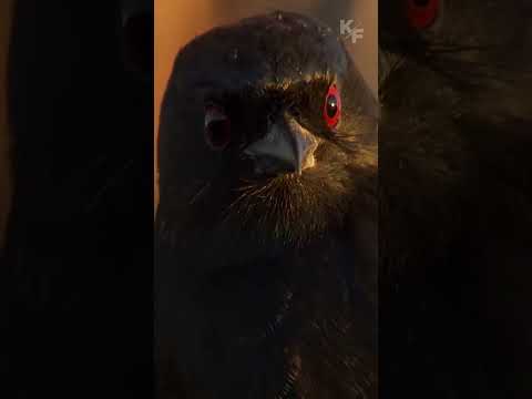 Video: Drongo pasăre: vicleană și frumoasă