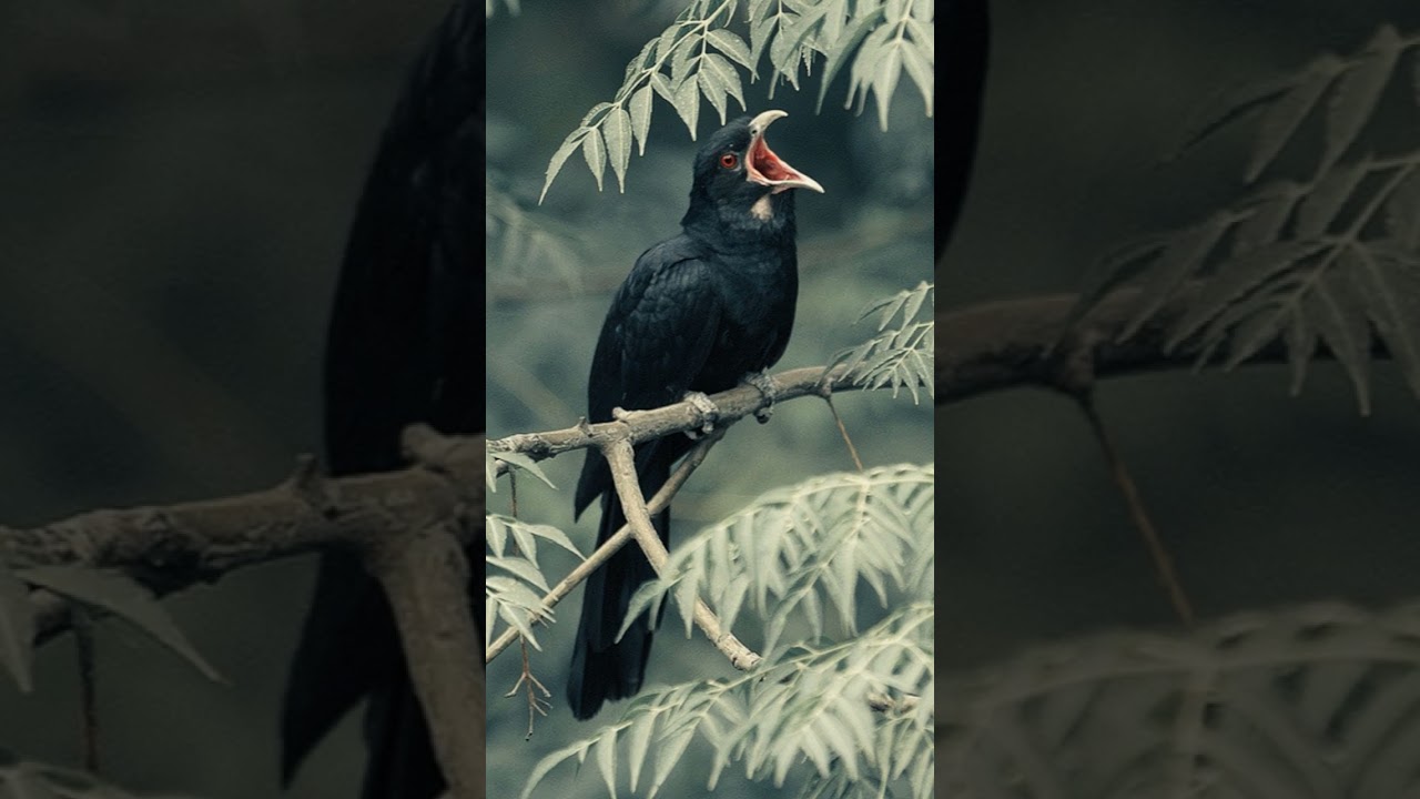 Tuwur Asia (bahasa Latin = Eudynamis scolopacea) adalah spesies burung dari keluarga Cuculidae,