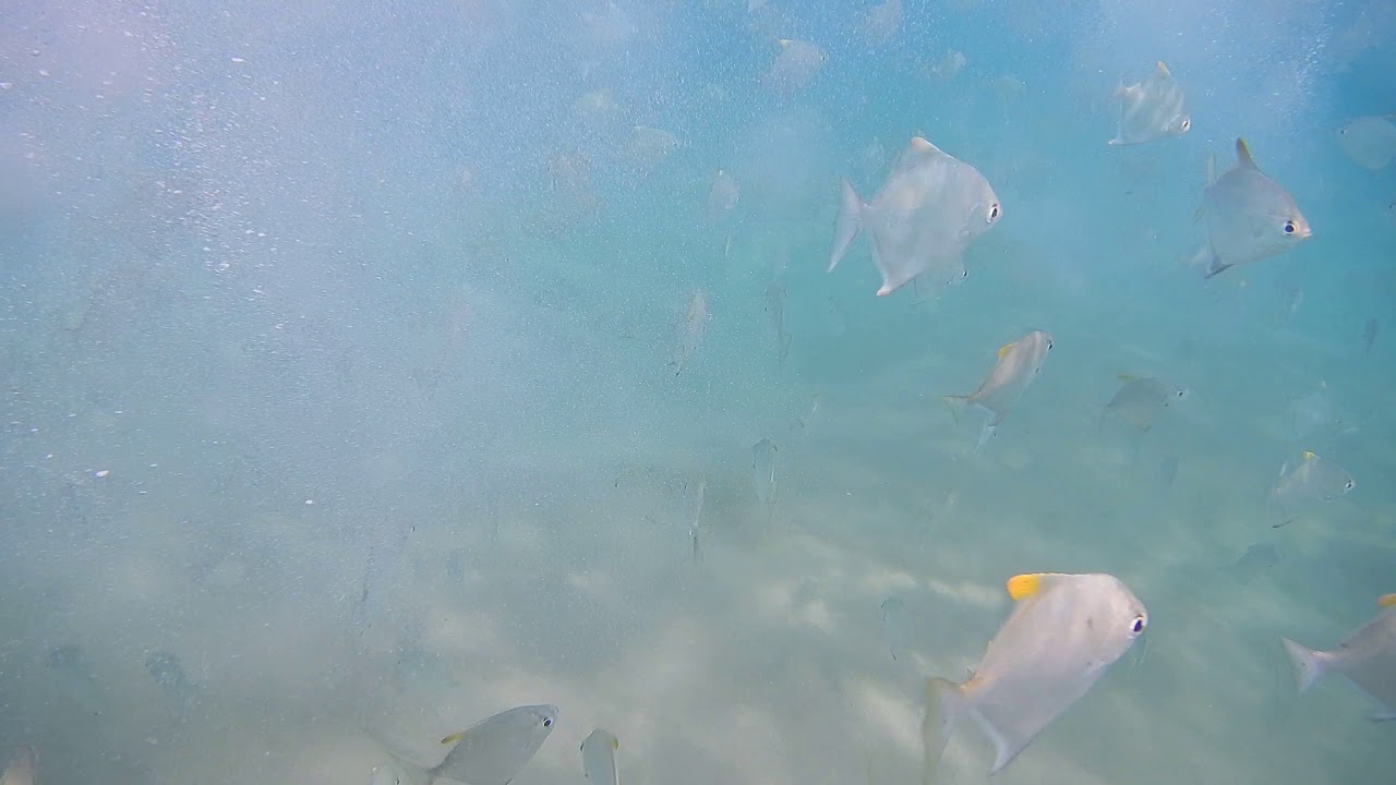 Round moony (Monodactylus argenteus) - Video 1/4