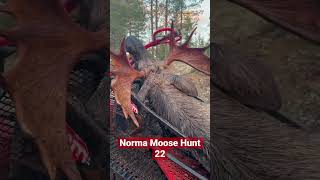 Norma Moose Hunt 22 Drückjagd