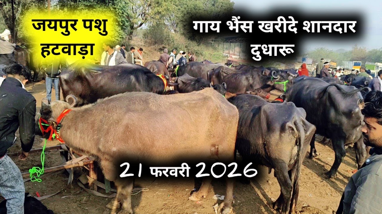 21 फरवरी 2026 सबसे सस्ती पशु मंडी जयपुरJaipur hatwada | jaipur buffalo mandi | jaipur Pashu hatwada