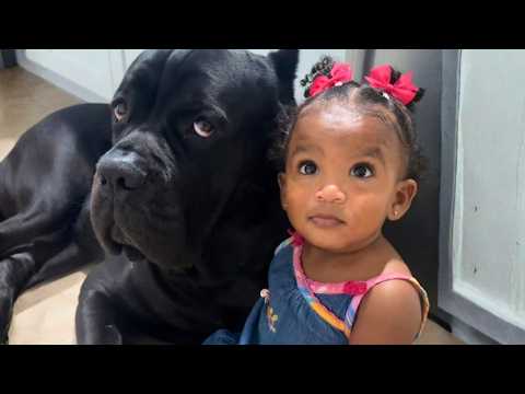 They Warned Her About the Big Dog—What Happened Next Shocked Everyone