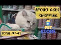 Big british shorthair cat apollo goes shopping and buys everything he wants